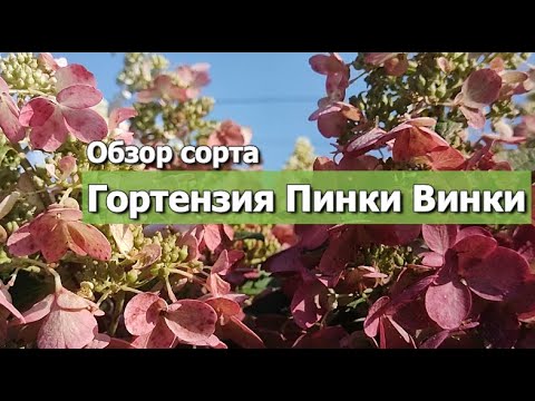 Видео: Гортензия Пинки Винки | Обзор сорта гортензии Пинки Винки | Как различать гортензии меняющие цвет