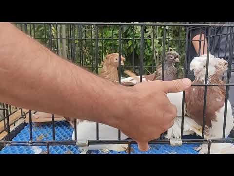 Видео: Ярмарка голубей, г.Костанай, РК, 30.08.2025 г.