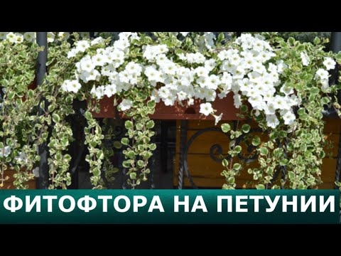Видео: Фитофтора на петунии.