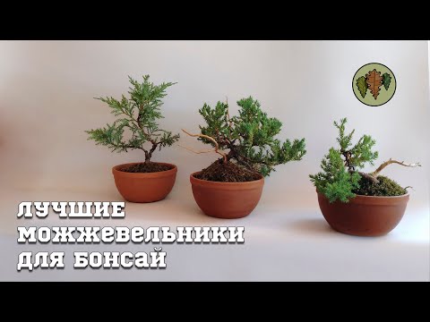 Видео: Лучшие можжевельники для бонсай / Любовь Бамбурова  @Studio.Bonsai