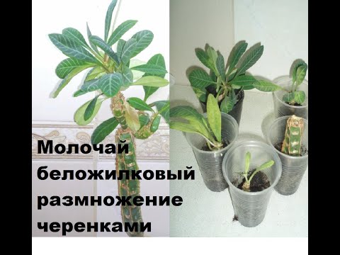 Видео: Размножаем молочай беложилковый или эуфорбию черенками.//euphorbia belozhilkovy//