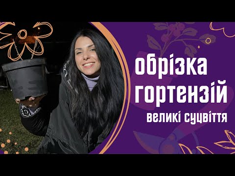 Видео: Обрізка волотистої (мітлоподібної) гортензії Little Fresco правильно.Приклад невдалої обрізки +БОНУС