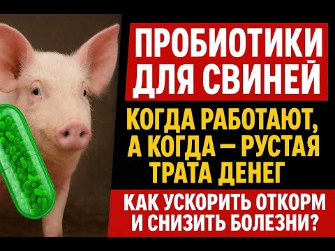 Видео: Пробиотики стимулируют рост свиней, защищают от болезней. Когда они работают, а когда нет результата