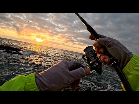Видео: Макрель и не только. Морская рыбалка с берега в Южной Корее