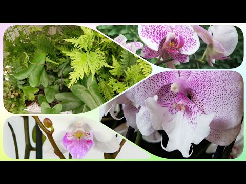 Видео: Phal. Pandora, Queen Kizz, Moonlight Serenade: обзор фаленопсисов и других растений в Лемана Про
