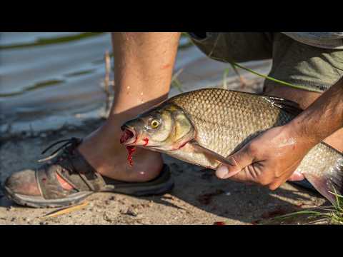 Видео: 🐳 ЛЕЩ НА ДОНКУ! Резинка для ловли с берега!
