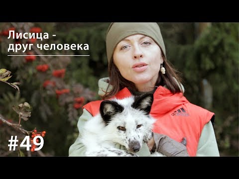 Видео: Лисица - друг человека // Всё как у зверей #49