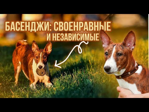 Видео: Басенджи: аборигенные собаки. Все про породу