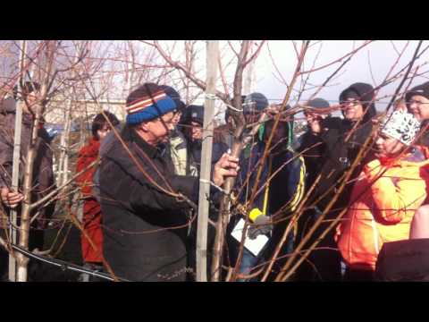 Видео: Обрезка интенсивного персикового сада