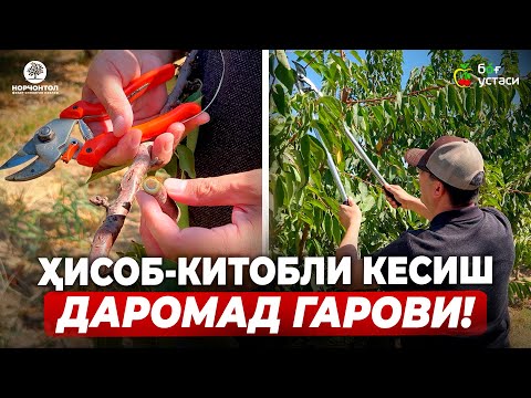Видео: ГИЛОС КЕСИШДА "ҲИСОБ-КИТОБ" ҚИЛИШНИ ЎРГАНАМИЗ! | ШУҲРАТ АБРОРОВ #shuhratabrorov #gilos #giloskesish