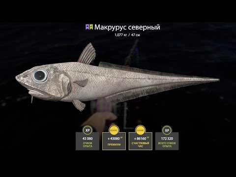 Видео: 🐠НОРВЕЖСКОЕ МОРЕ.ПОСЛЕДНИЙ СТРИМ...ВСЕМ ПО ТРОФЕЮ🐬 РОЗЫГРЫШИ РУЛЕТОК🐾