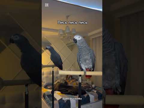 Видео: Валера орел и немножко попугай хуля 