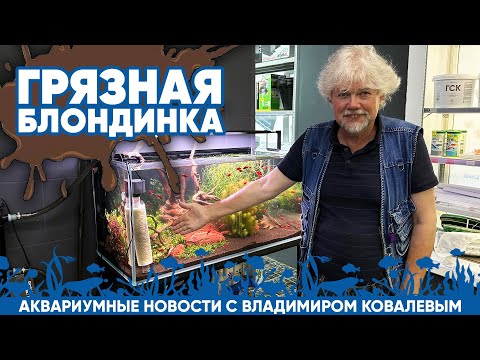 Видео: Аквариумные новости с Владимиром Ковалёвым (13.09.2024). Грязная блондинка.