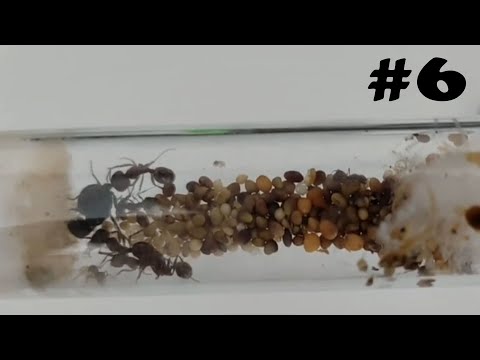 Видео: Впрочем, ничего нового / Муравьиная ферма #6.