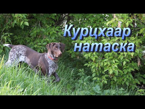 Видео: Натаска курцхаара по фазану, утке, болотной дичи
