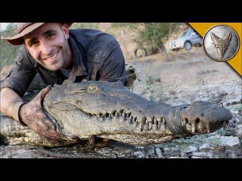 Видео: Откриване на крокодили в канализационна тръба 😲 Епично спасяване | Brave Wilderness Български