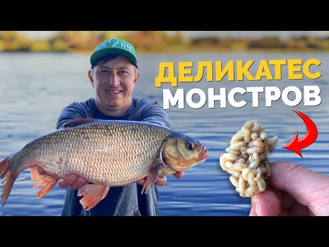 Видео: ⚠️ СЕКРЕТНАЯ ПРИКОРМКА ⚠️ Речные монстры 🤯 ЯЗЬ - рыба МЕЧТЫ 🎯 Рыбалка на фидер! Рыбалка на Десне!