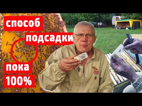 Видео: Секрет Подсадки маток другой породы со 100% результатом.