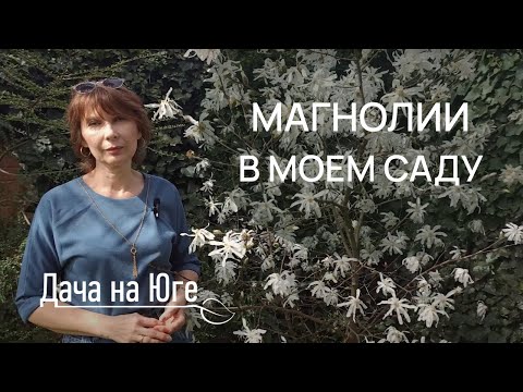 Видео: Дача на Юге - Магнолии в моем саду