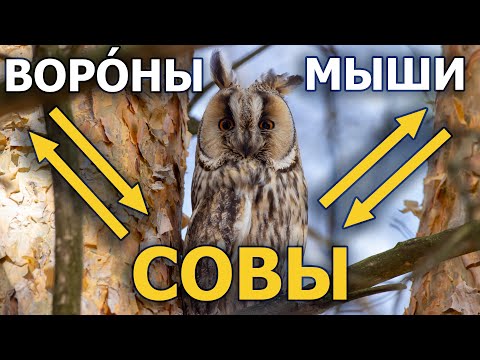 Видео: Ушастые совы на страже урожая. А жилья нет