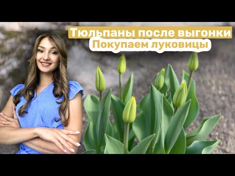 Видео: Тюльпаны после выгонки. Покупаем луковицы