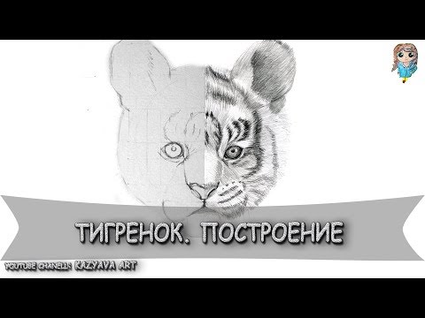 Видео: Как нарисовать тигренка карандашом. Построение. (21.02.2019)