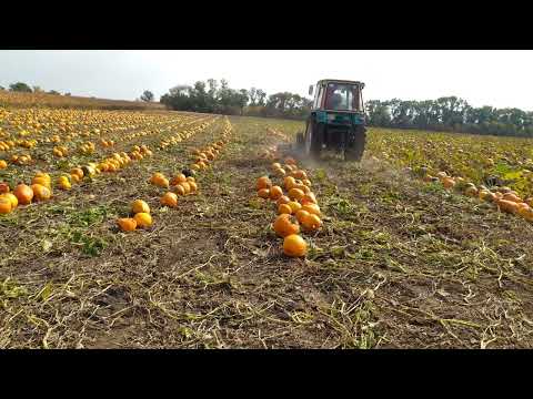 Видео: Скачування гарбуза.