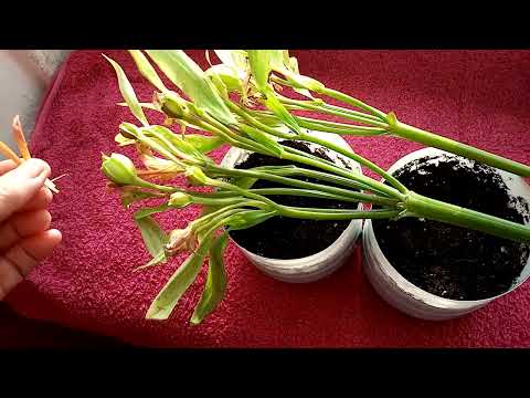 Видео: Размножение Лилии из БУКЕТА💐 в Зимнее время!!!  ЭКСПЕРИМЕНТ!!!  9 января 2023г.👍🙂💖