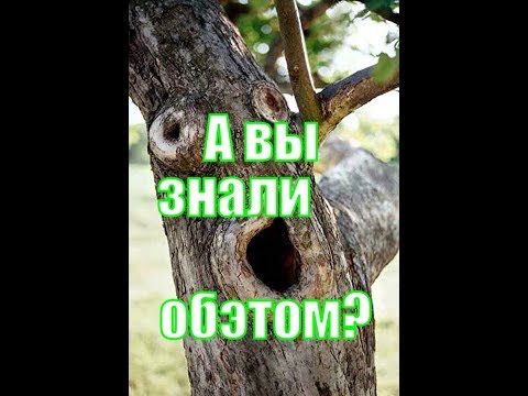 Видео: Сосна ,мой опыт в работе с ней