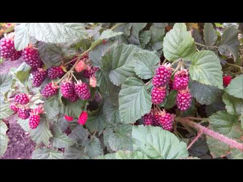 Видео: ЕЖЕМАЛИНА ТАЙБЕРРИ. ПЛОДОНОШЕНИЕ