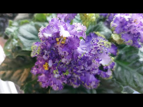 Видео: 26.10.2025/МОСКВА/Выставка фиалок в Доме фиалок.Есть новинуи#фиалки#выставка#