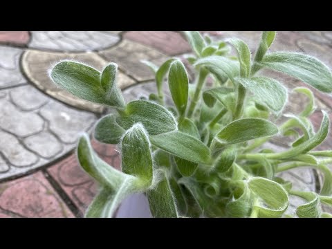 Видео: СИЛЛАМОНТАНА.   ИЗУЧАЮ ХАРАКТЕР РАСТЕНИЯ.