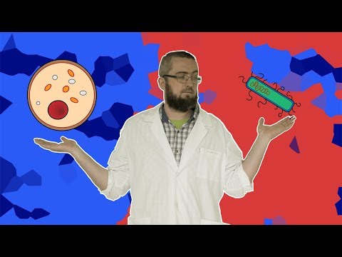 Видео: Заражение пива часть 2. Модели развития заражения.