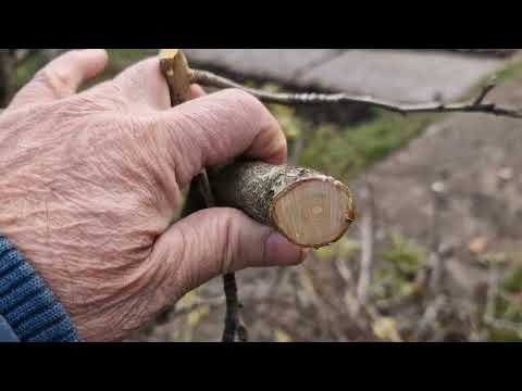 Видео: НОВИНКА. STIHL ASA 20. СЕКАТОР  аккумуляторный.