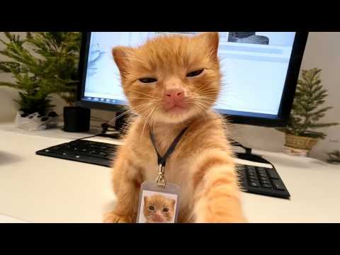 Видео: Котята — самые милые на свете 🤣 Самые смешные кошки в мире!