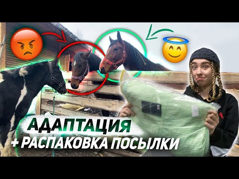 Видео: ОБЗОР КОНЮШНИ! Распаковка посылки / Работа в руках с кобылами / Адаптация Хардина