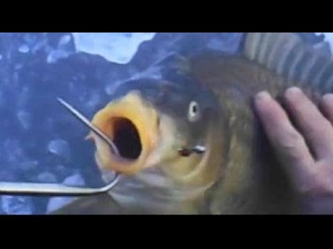 Видео: Карп по первому льду. 2021г. День 2. Хорошее начало...