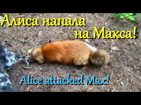 Видео: Алиса лиса. Алиса не узнала Макса и напала (Alice didn't recognize Max and attacked).
