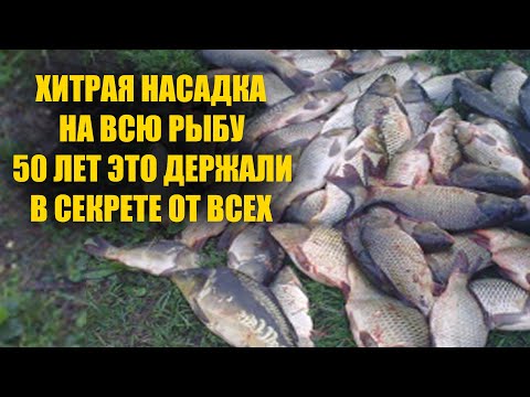 Видео: На это клюёт лучше чем на червя опарыша и мотыля. Супер рыболовная насадка.