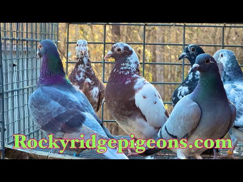 Видео: Гоночные голуби, Бирмингемские роллер-голуби, Пакистанские хифлиеры, Чисто-белые голуби, Черные орлы
