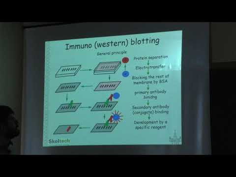 Видео: Сергиев П. В. - Методы молекулярной биологии - 6. Генная инженерия