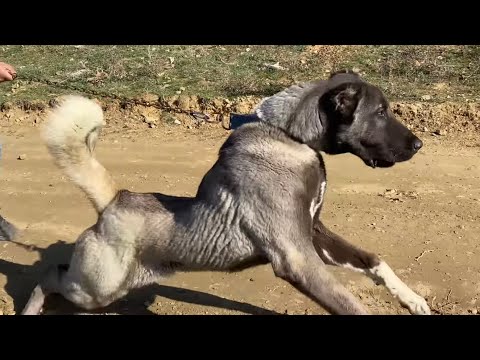 Видео: ВСЕ СОБАКИ БЕЗГОРОДНОГО СТАДА