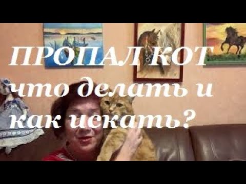 Видео: Потеряли кота Нафаню.  Что делать и как искать пропавшего кота.