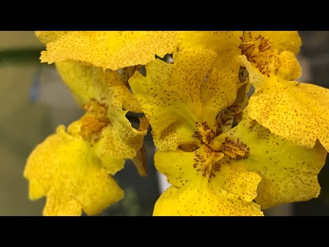 Видео: Маленькі онцидіуми. Толумніі і зелемнія!
