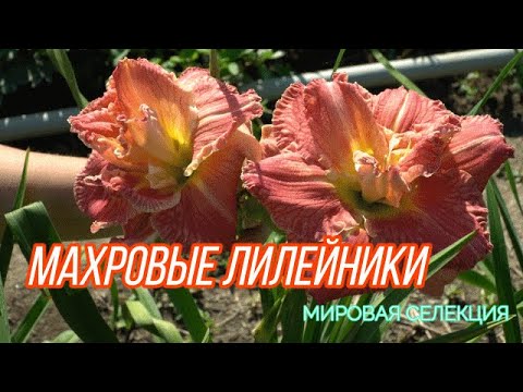 Видео: Махровые лилейники / Сад Ворошиловой