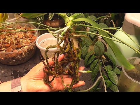 Видео: Нижние КОРНИ ОРХИДЕИ в ГОРШКЕ мокнут и гниют, а ВЕРХНИЕ СОХНУТ  Что делать  Пересадка орхидеи Bastia