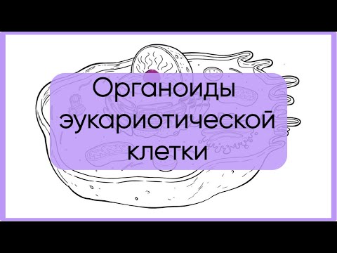 Видео: Органоиды эукариотической клетки за 5 минут