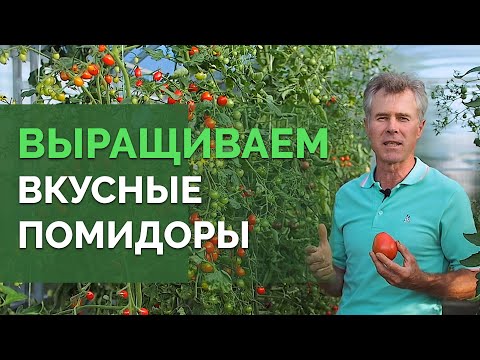 Видео: Как вырастить обильный урожай помидор? | Технология изобилия