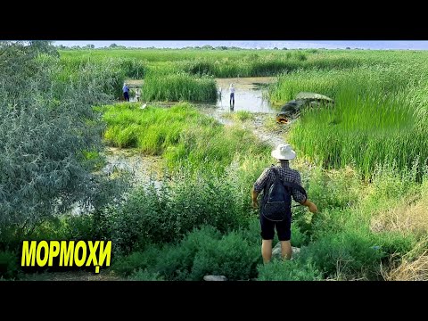 Видео: Рыбалка в Таджикистане. г Канибадам Ловля Змееголова
