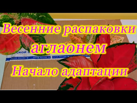 Видео: Весенние распаковки. Адаптация аглаонем. Новая версия